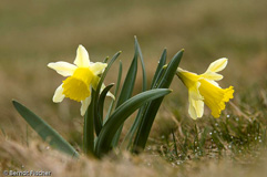 Narzissen - Zum Vergroessern klicken!